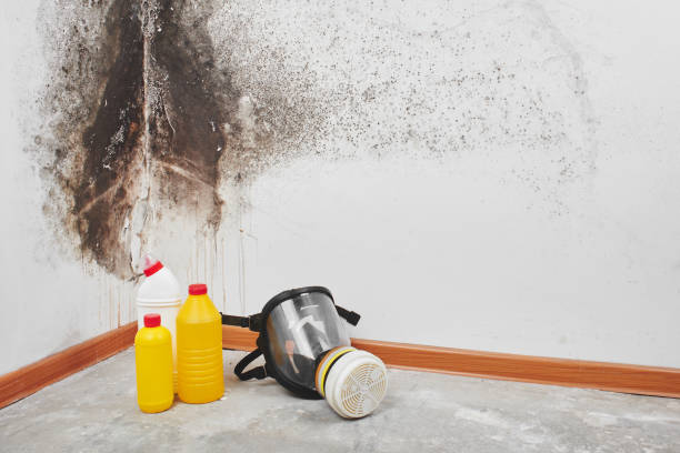 Best Attic Mold Removal  in Hastings, PA