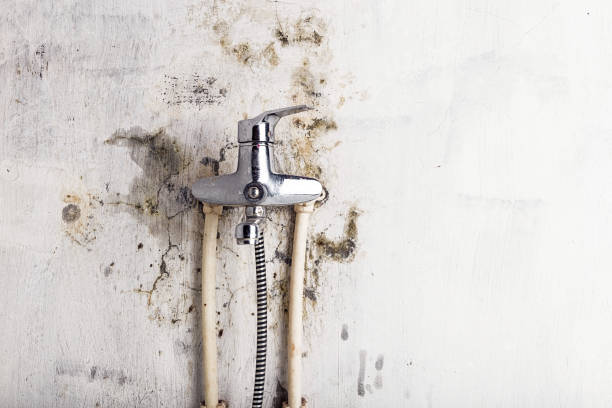 Best Best Mold Removal Companies  in Hastings, PA