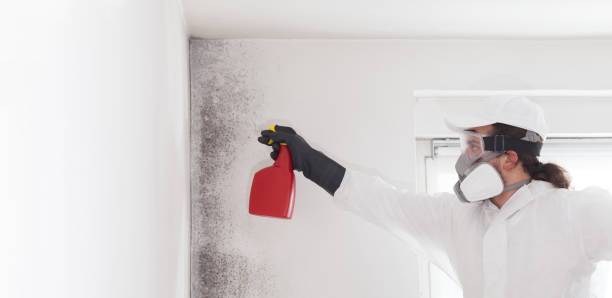 Best Home Mold Removal  in Hastings, PA