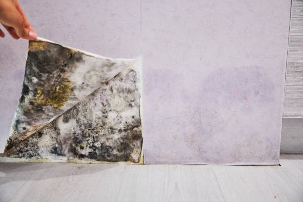 Best Crawl Space Mold Removal  in Hastings, PA
